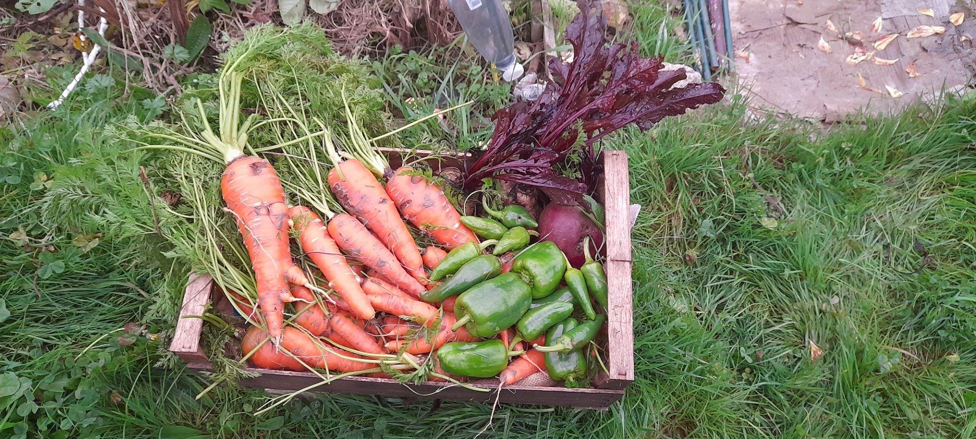 Légumes du potager