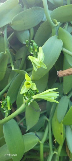 la fleur de la vanille
